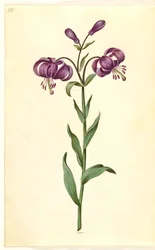 Lilium martagon (lis martagon)