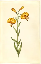 Lilium pyrenaicum (lys des Pyrénées)