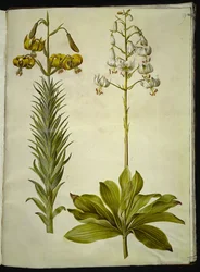 Lilium pyrenaicum (lis des Pyrénées); Lilium martagon (lis martagon)