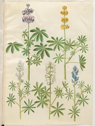 Lupinus pilosus (lupin bleu); Lupinus luteus (lupin jaune); Lupinus angustifolius (lupin à feuilles étroites); Lupinus albus (lupin blanc)