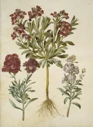 Matthiola incana (giroflée d