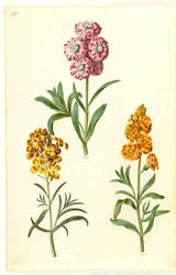 Matthiola incana (giroflée des jardins); Erysimum cheiri (giroflée jaune)