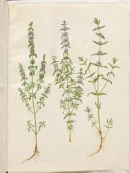 Mentha pulegium (menthe pouliot); Mentha cervina (menthe des cerfs); Mentha (espèce de menthe)