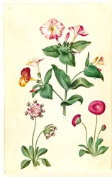 Mirabilis jalapa (belle de nuit); Bellis perennis (pâquerette)