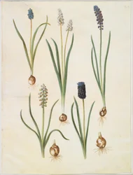 Muscari botryoides (muscari à grappes); Muscari racemosum (muscari musqué); Muscari neglectum