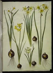 Narcissus poeticus; Narcissus triandrus; Narcissus ×medioluteus