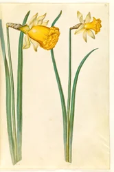 Narcissus pseudonarcissus (jonquille)