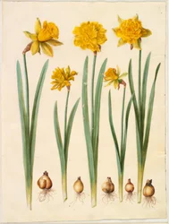 Narcissus pseudonarcissus