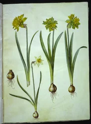 Narcissus pseudonarcissus; Narcissus ? ×incomparabilis (narcisse de jardin)