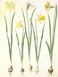 Narcissus pseudonarcissus, Narcissus poeticus, Narcissus × incomparabilis