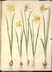 Narcissus pseudonarcissus, Narcissus poeticus, Narcissus × incomparabilis