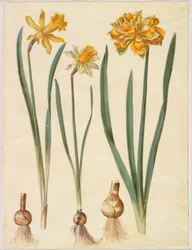 Narcissus pseudonarcissus major (grande jonquille); Narcissus pseudonarcissus bicolor (jonquille bicolore); Narcissus pseudonarcissus