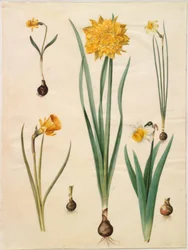 Narcissus pseudonarcissus minor; Narcissus pseudonarcissus (jonquille); Narcissus ×tenuior; Narcissus bulbocodium (narcisse crinoline); Narcissus pseudonarcissus bicolor (jonquille bicolore)
