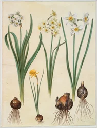Narcissus tazetta ; Narcissus orientalis ; Corbularia bulbocodium