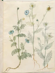 Nigella sativa (cumin noir); Nigella damascena (nigelle de Damas)