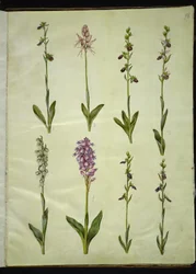 Ophrys apifera ou Ophrys sphegodes (orchidée abeille ou orchidée précoce); "Orchis simia" (orchidée singe); Ophrys apifera (orchidée abeille); Orchis (orchidée); Orchis militaris (orchidée militaire); Ophrys insectifera (orchidée mouche)