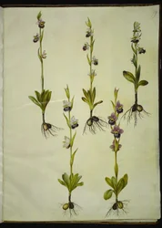 Ophrys fuciflora (orchidée abeille)