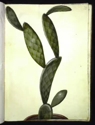 Opuntia monacantha (figuier de Barbarie)