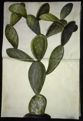Opuntia monacantha (figuier de Barbarie)