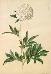 Paeonia lactiflora (pivoine de soie)