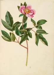 Paeonia mascula (pivoine à grandes feuilles)