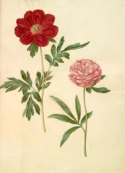 Paeonia officinalis (pivoine officinale)