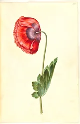 Papaver somniferum (pavot à opium)