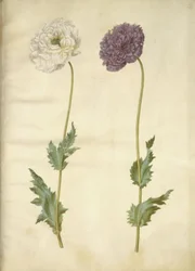 Papaver somniferum (pavot à opium)
