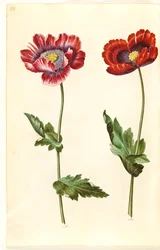 Papaver somniferum (pavot à opium)