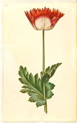 Papaver somniferum (pavot à opium)