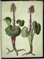 Petasites hybridus (pétasite hybride)