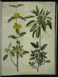 Phlomis fruticosa (sauge de Jérusalem); Salvia officinalis (sauge officinale)