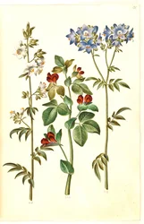 Polemonium caeruleum (échelle de Jacob commune); Lotus tetragonolobus (pois asperge)