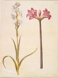 Polianthes tuberosa (tubéreuse) ; Amaryllis belladonna (lis belladonne)