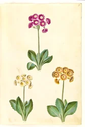 Primula ×pubescens (auricule de jardin)