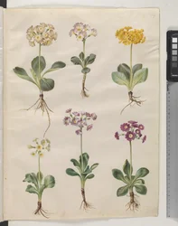 Primula ×pubescens Wulfen (auricule de jardin)