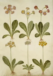 Primula veris (hybride de primevère officinale); Primula farinosa (primevère farineuse)