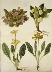 Primula vulgaris (primevère des jardins); Primula vulgaris (hybride de grande primevère); Primula veris (hybride de primevère officinale)