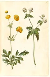 Ranunculus acris (renoncule âcre) ; Ranunculus aconitifolius (renoncule à feuilles d