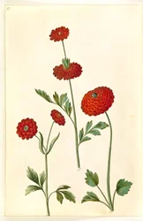 Renoncule asiatique (renoncule de jardin)