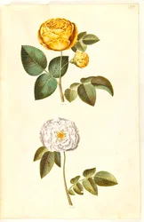 Rosa hemisphaerica (rose jaune soufre); Rosa ×alba (rose blanche)