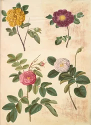 Rosa hemisphaerica (rose jaune soufre); Rosa gallica (rose de France); Rosa ×damascena (rose de Damas)