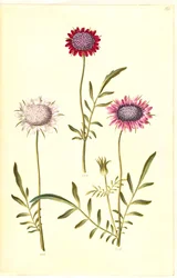 Scabiosa atropurpurea (scabieuse)