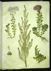 Sedum album (orpin blanc); Sedum anacampseros (orpin à feuilles rondes); Sedum (orpin); Suaeda vera (arroche buissonnante); Sedum rupestre (orpin des rochers)