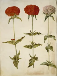Silene chalcedonica (brûlante d