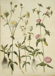 Silene latifolia (silène noctiflore); Silene dioica (silène dioïque)