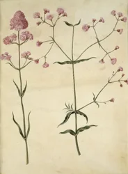 Silène viscaria (œillet commun); Silène (couronne de franges)
