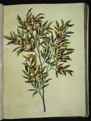 Solanum pseudocapsicum (corail de Jérusalem)