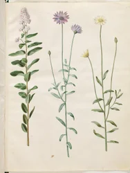 Spiraea salicifolia (spirée à feuilles de saule); Catananche caerulea (catananche bleue)