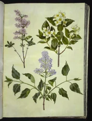Syringa ×persica; Philadelphus coronarius; Syringa vulgaris